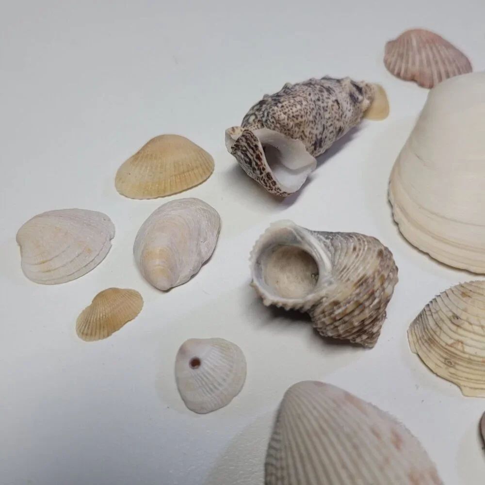 Nautical Seashell Lot Decor Starfish Mixed Sizes‎ Colors Half Clam 25 Pieces